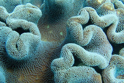 Muiron Island Dive & Snorkel Tour - Accommodation Directory 5