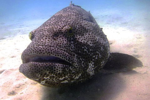 Muiron Island Dive & Snorkel Tour - Accommodation Directory 4