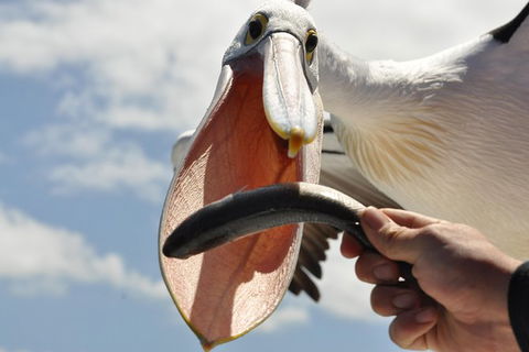 Albany Wildlife And Scenic Cruise - Accommodation Directory 5