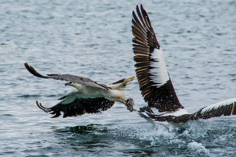 Albany Wildlife And Scenic Cruise - Accommodation Directory 4