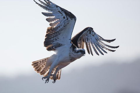 Albany Wildlife And Scenic Cruise - Accommodation Directory 6