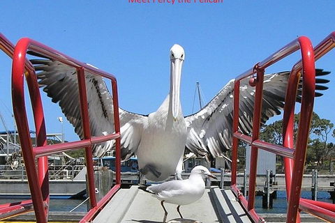 Kalgan Queen Scenic Cruises A Four Hour Sheltered Water Wildlife Tour Daily Fun. - Accommodation Directory 1