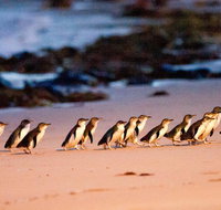 Phillip Island Penguin Parade Entry and Express Shuttle from Melbourne - Accommodation Directory