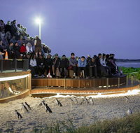 Small-Group Phillip Island Day Trip from Melbourne with Penguin Plus Viewing - Accommodation Directory