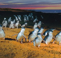 Phillip Island Tour from Melbourne - Accommodation Directory