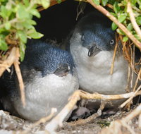 Phillip Island Penguin Parade Evening Tour - Accommodation Directory