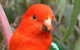 Full-Day Great Ocean Road And 12 Apostles Sunset Tour From Melbourne - thumb 15