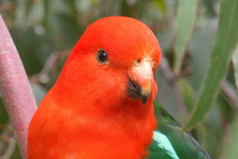 Full-Day Great Ocean Road And 12 Apostles Sunset Tour From Melbourne - Accommodation Directory 15