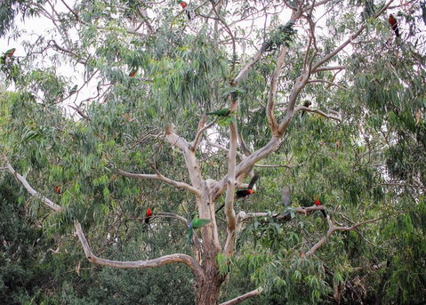 Full-Day Great Ocean Road And 12 Apostles Sunset Tour From Melbourne - Accommodation Directory 19