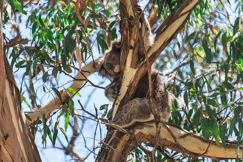 Full-Day Great Ocean Road And 12 Apostles Sunset Tour From Melbourne - Accommodation Directory 31