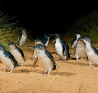 Phillip Island Penguin Parade Express Tour from Melbourne - Accommodation Directory