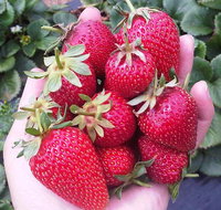 Mornington Peninsula including Strawberry Farm Day Tour from Melbourne - Accommodation Directory