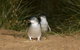 Full-Day Penguin Parade And Melbourne City Tour From Melbourne - thumb 0