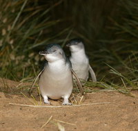Full-Day Penguin Parade and Melbourne City Tour From Melbourne - Accommodation Directory
