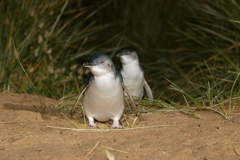 Full-Day Penguin Parade And Melbourne City Tour From Melbourne - Accommodation Directory 0