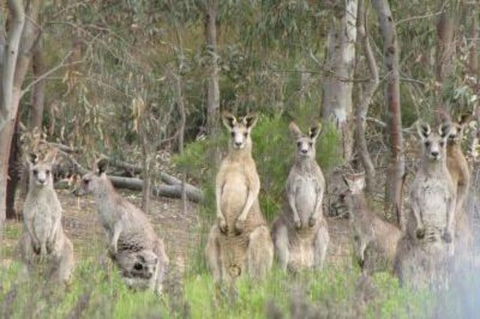 3-Day Small-Group Great Ocean Road And Australian Wildlife Tour From Melbourne - Accommodation Directory 1