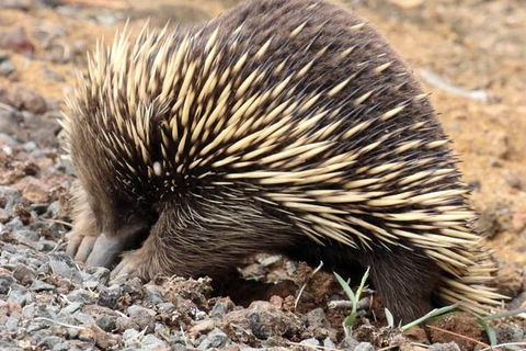 3-Day Small-Group Great Ocean Road And Australian Wildlife Tour From Melbourne - Accommodation Directory 4