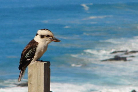 3-Day Small-Group Great Ocean Road And Australian Wildlife Tour From Melbourne - Accommodation Directory 8