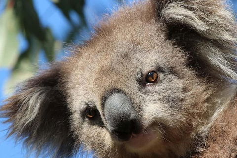 3-Day Small-Group Great Ocean Road And Australian Wildlife Tour From Melbourne - Accommodation Directory 11