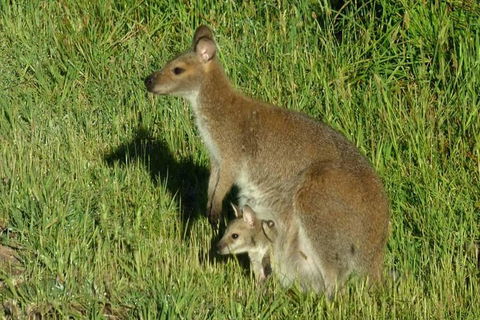 3-Day Small-Group Great Ocean Road And Australian Wildlife Tour From Melbourne - Accommodation Directory 7