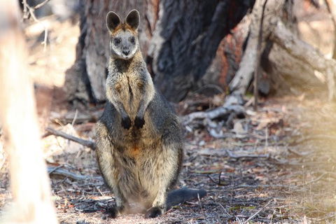 3-Day Small-Group Great Ocean Road And Australian Wildlife Tour From Melbourne - Accommodation Directory 9