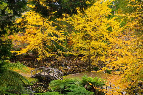 Dandenong Ranges & Puffing Billy - Accommodation Directory 1