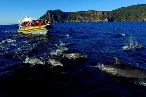 3-Hour Tasman Peninsula Wilderness Cruise From Port Arthur - Accommodation Directory 4