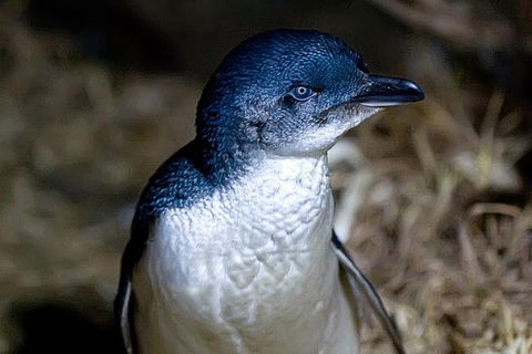 Bonnet Island Experience Departing From Strahan - Accommodation Directory 0
