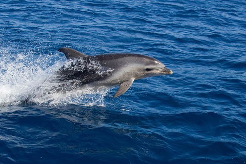 Wineglass Bay Cruise From Coles Bay - Accommodation Directory 3