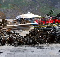 3-Hour Bruny Island Cruise from Adventure Bay - Accommodation Directory