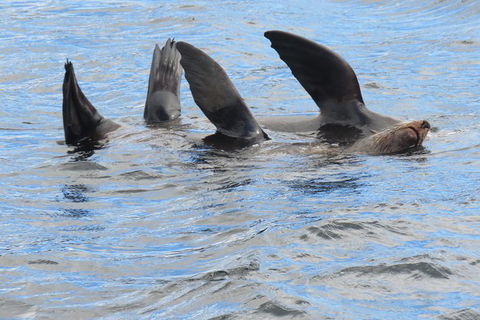 Twilight Sail Bruny Island - Accommodation Directory 7