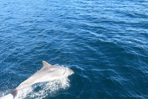 Twilight Sail Bruny Island - Accommodation Directory 3