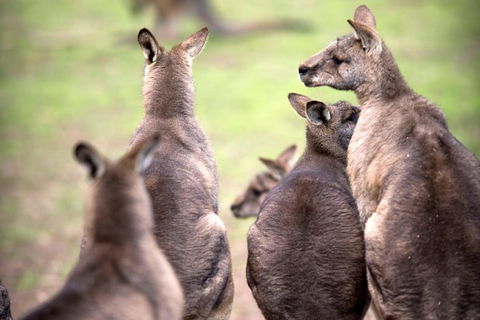 Private Mt Wellington, Richmond, Bonorong Wildlife Sanctuary Tour From Hobart - Accommodation Directory 1