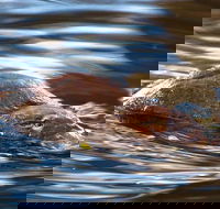 Wild-Platypus 2 hour wildlife tour - Accommodation Directory