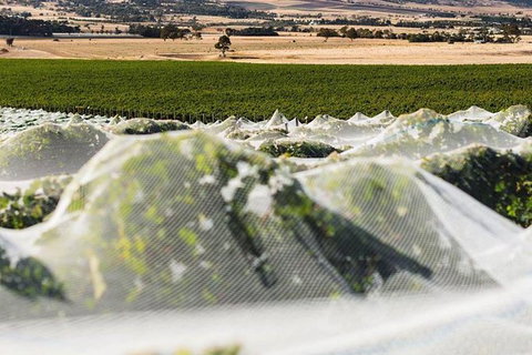 A Sommelier Guided Tour: Thursday Afternoon Wine Gin Cheese & Cocktails - Accommodation Directory 5