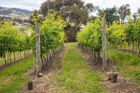 A Sommelier Guided Tour: Thursday Afternoon Wine Gin Cheese & Cocktails - Accommodation Directory 3