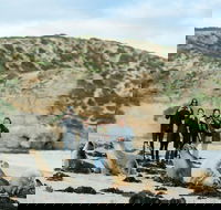 Small-Group Kangaroo Island 4WD Tour from Adelaide - Accommodation Directory