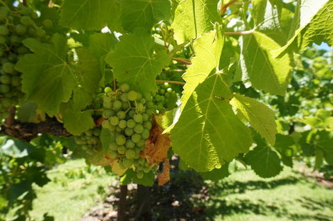 Barossa Valley With Hahndorf Tour From Adelaide - Accommodation Directory 4