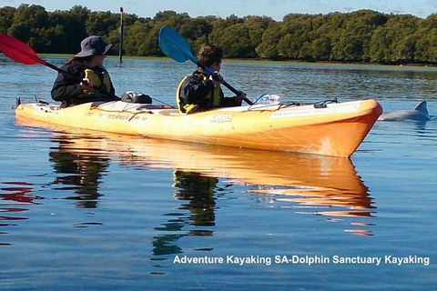 Adelaide Dolphin Sanctuary And Ships Graveyard Kayak Tour - Accommodation Directory 0