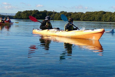 Adelaide Dolphin Sanctuary And Ships Graveyard Kayak Tour - Accommodation Directory 3