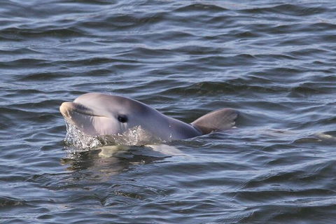 Adelaide Dolphin Sanctuary And Ships Graveyard Kayak Tour - Accommodation Directory 6