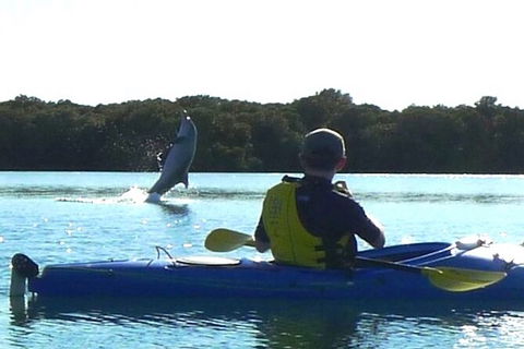Adelaide Dolphin Sanctuary And Ships Graveyard Kayak Tour - Accommodation Directory 2