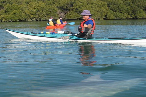 Adelaide Dolphin Sanctuary And Ships Graveyard Kayak Tour - Accommodation Directory 5