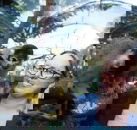 Adelaide Zoo Behind the Scenes Experience Squirrel Monkey Feeding - Accommodation Directory