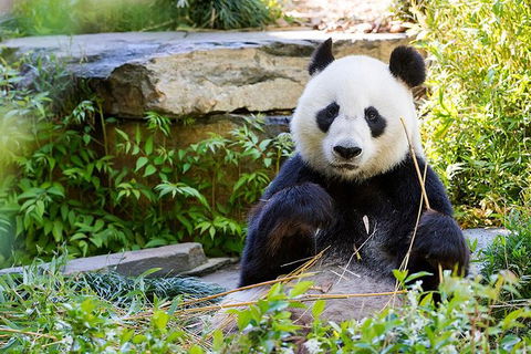 Adelaide Zoo Behind The Scenes Experience: Exclusive Giant Panda Experience - Accommodation Directory 1