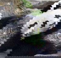 Adelaide Zoo Behind the Scenes Experience Exclusive Giant Panda Experience - Accommodation Directory