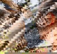 Adelaide Zoo Behind the Scenes Experience Koala Encounter - Accommodation Directory