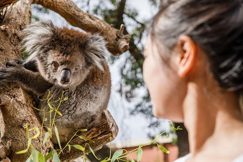Adelaide Zoo Behind The Scenes Experience: Koala Encounter - Accommodation Directory 0