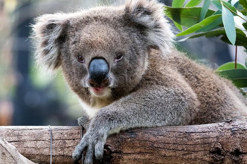 Adelaide Zoo Behind The Scenes Experience: Koala Encounter - Accommodation Directory 1