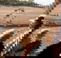 Monarto Safari Park General Admission Ticket - Accommodation Directory